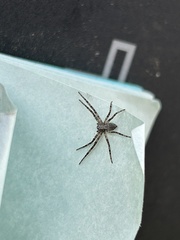 Philodromus spectabilis