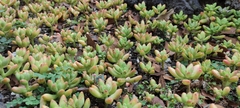 Sedum pachyphyllum