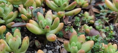 Sedum pachyphyllum
