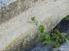 Epilobium tetragonum