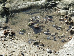 Mytilus galloprovincialis