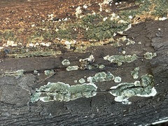 Trichoderma