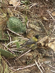 Icterus graduacauda