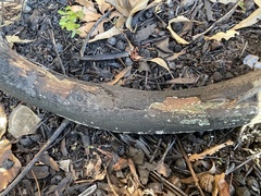 Trichoderma