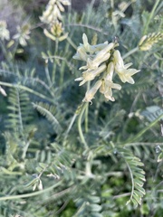Astragalus trichopodus