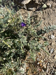 Phacelia crenulata
