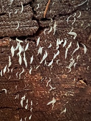 Mucronella fusiformis