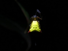 Micrathena duodecimspinosa