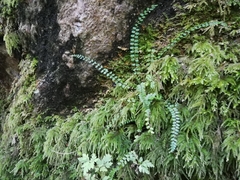 Asplenium trichomanes