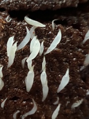 Mucronella fusiformis