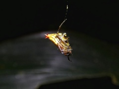Micrathena duodecimspinosa
