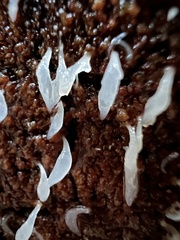 Mucronella fusiformis