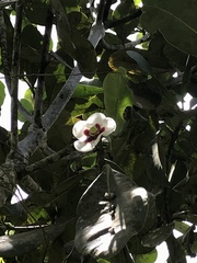 Clusiaceae