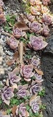 Echeveria