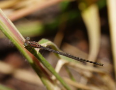 Pseudagrion cingillum