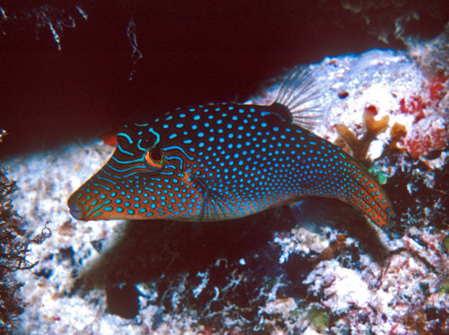 False-eye toby (Canthigaster solandri) — Tetraodontidae — 3