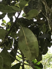 Clusiaceae