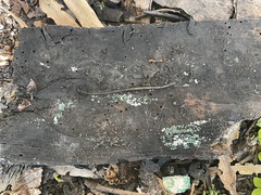 Trichoderma