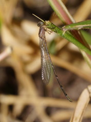 Pseudagrion cingillum