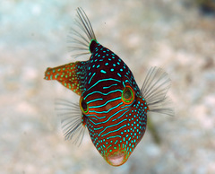 Canthigaster solandri