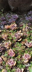 Echeveria