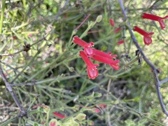 Gambelia juncea