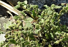 Urtica membranacea