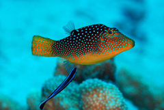 Canthigaster solandri