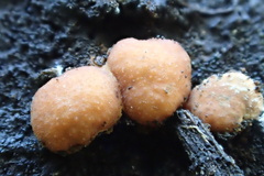 Trichoderma