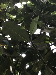 Clusiaceae