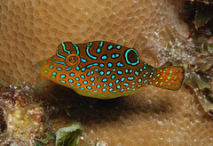 Canthigaster solandri