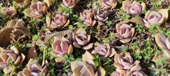 Echeveria