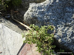Urtica membranacea
