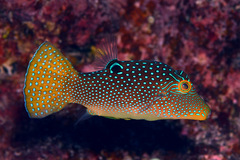 Canthigaster solandri