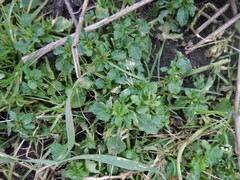 Viola arvensis