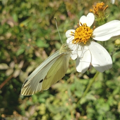 Pieris rapae rapae