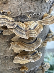 Trametes versicolor