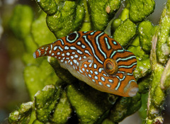 Canthigaster solandri