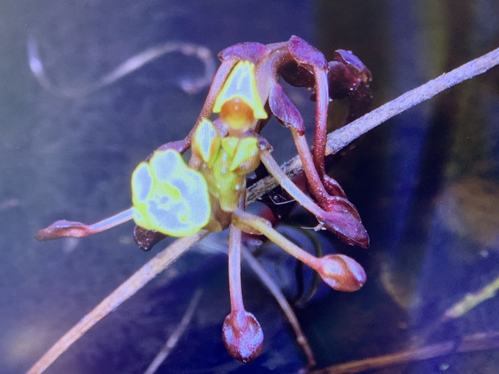 Utricularia foliosa L.
