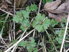 Lamium hybridum
