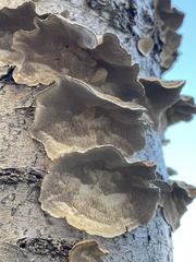 Trametes versicolor