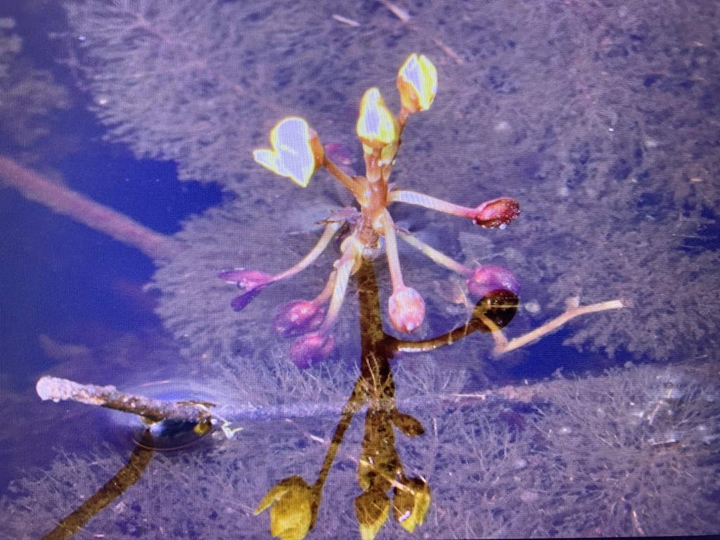 Utricularia foliosa L. 2