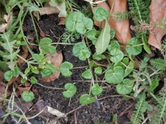Cochlearia danica