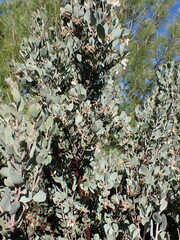 Arctostaphylos silvicola
