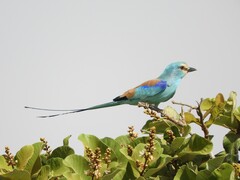 Coracias abyssinicus