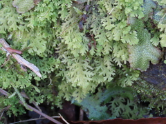 Trichocolea tomentella