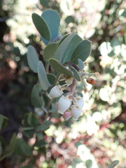 Arctostaphylos silvicola