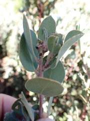 Arctostaphylos silvicola
