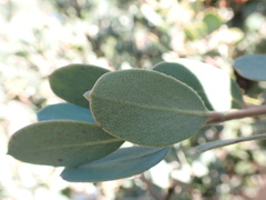 Arctostaphylos silvicola