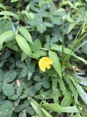 Arachis pintoi